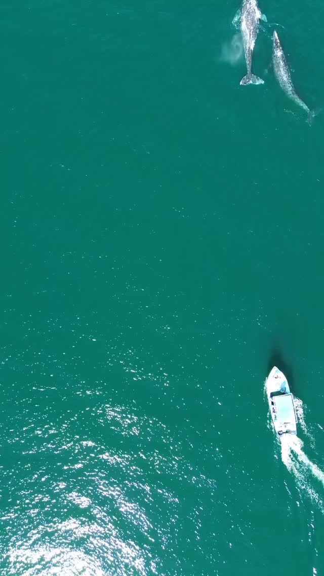 🐋💙 Ballena Gris 2026 — Ya falta poco.
El mar está tranquilo, esperando.
Y nosotros también.
Este año muchas ballenas no lograron llegar…
y por eso, las que vengan en 2026 serán un regalo aún más grande.
Todavía no aparecen, pero ya falta muy poco para volver a ver sus sombras bajo el agua, escuchar sus soplidos y sentir esa magia que solo ellas traen a Bahía Magdalena y Bahía Almejas.
Esta temporada será especial:
🤍 Observación respetuosa
🌊 Momentos tranquilos y reales
🐋 Conexión desde el corazón
Si decides vivirlo, hazlo con quienes cuidan su espacio y su historia.
Reserva con tiempo.
Cada lugar importa este año.
🌐 www.murillosbrosadven-tours.com
📞 WhatsApp: +52 613 11 6850
Murillos Bros Adventours
Honramos a las ballenas. Compartimos su magia contigo.
#BallenaGris
#MagBay
#BahiaMagdalena
#WildlifeMexico
#VisitBaja
#NatureLovers
#WhaleWatching
#MexicoTravel
#EcoTourism
#InstaNature