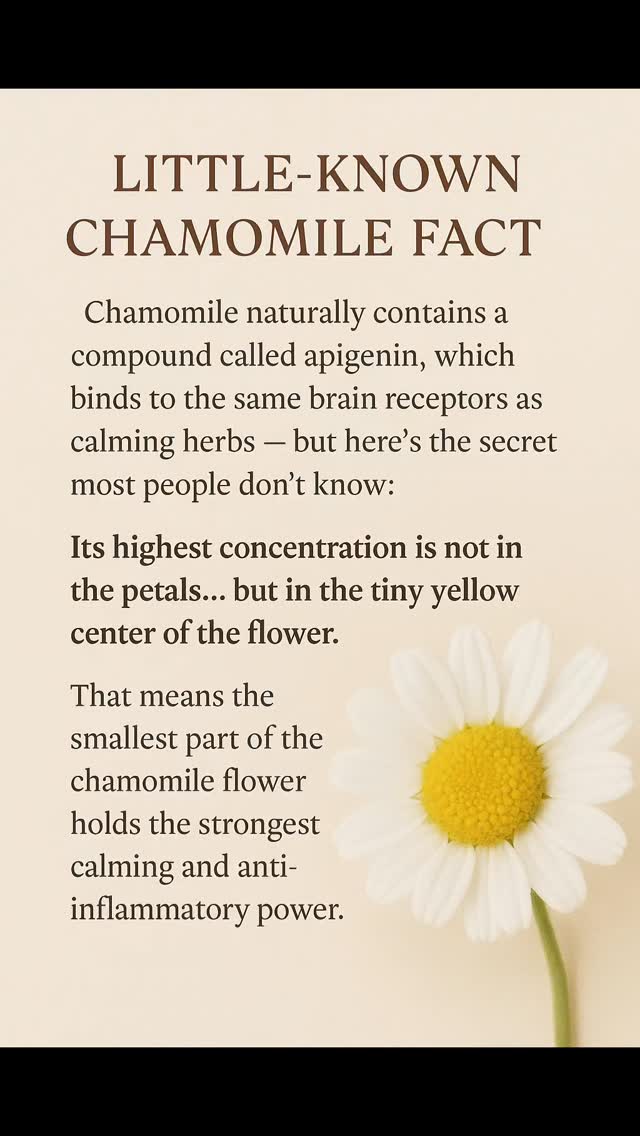🌼 Flower of the Day: Chamomile
A gentle blossom with powerful healing energy.
Today we’re highlighting chamomile — a small flower that carries big magic. Known for its calming nature, chamomile has been used for centuries to soothe the mind, skin, and spirit.
In Ayurveda, chamomile is especially cherished for its ability to:
✨ Cool Pitta heat and reduce inflammation
✨ Settle Vata energy, easing anxiety and restlessness
✨ Support digestion and emotional balance
✨ Promote radiant, nourished skin
And here’s a secret most people don’t know:
The strongest part of chamomile isn’t the petals at all — it’s the tiny yellow center. That’s where the highest concentration of apigenin lives — the compound that naturally calms the nervous system and supports relaxation.
Chamomile is a beautiful reminder that gentle things can be deeply powerful — offering peace, comfort, and healing in the softest way.
🍂 Seasonal Tip:
Add chamomile to your nighttime routine this season by brewing a warm chamomile + cinnamon tea or creating a gentle chamomile facial steam.
It helps reduce seasonal dryness, calms the nervous system before bed, and keeps the skin hydrated and glowing during cooler months.
🌼 Hashtags:
#FlowerOfTheDay #ChamomileMagic #AyurvedicBeauty #HolisticSkinCare
#NaturalCalming #HerbalHealing #BeautyFromTheRoot
#SkinNourishment #EcoConsciousBeauty #PlantPoweredSkincare
#HolisticWellness #AyurvedaDaily #HerbalWisdom
#MindBodySkin #GlowNaturally