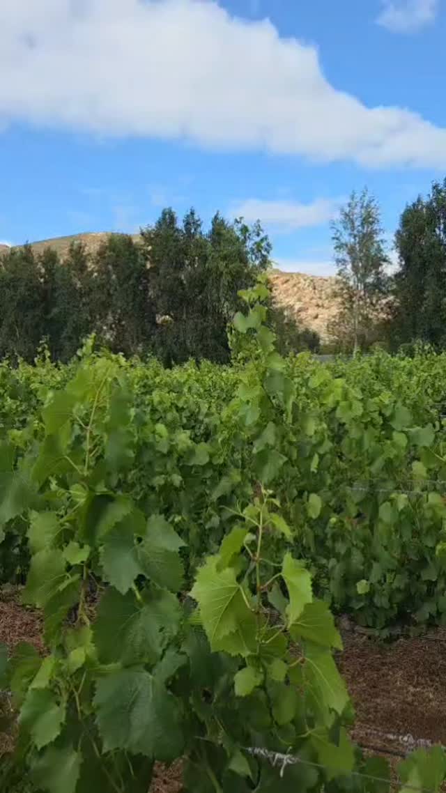 A Klein Nektar morning: vines, cool air, and the soft soundtrack of our free roaming chickens. Farm life at its finest!
#kleinnektar #farmMorningMagic #selfcatering #offthegrid #robertsonwinevalley #vineyardlife #southafricanwine