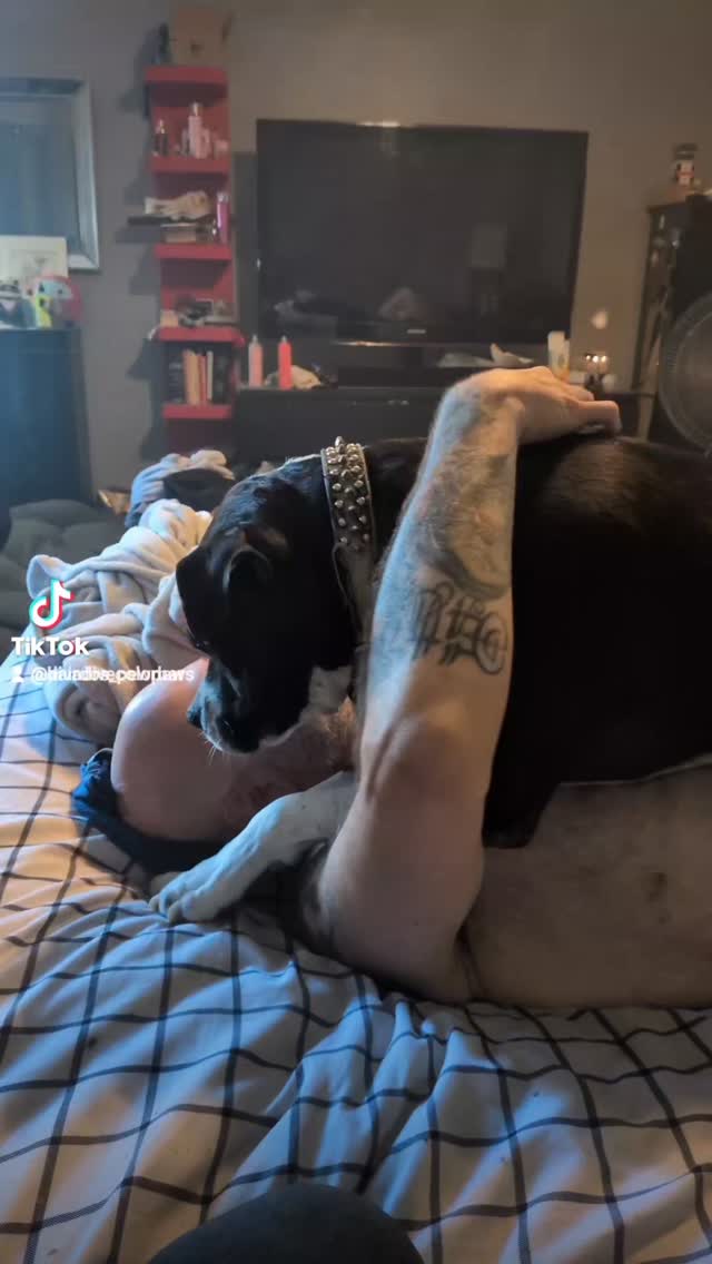Rare footage of cuddle time between @sipgin_pc_llc and our grandfurbaby Uno. Life is good
#furbabies #pitbulllove #lifegoals