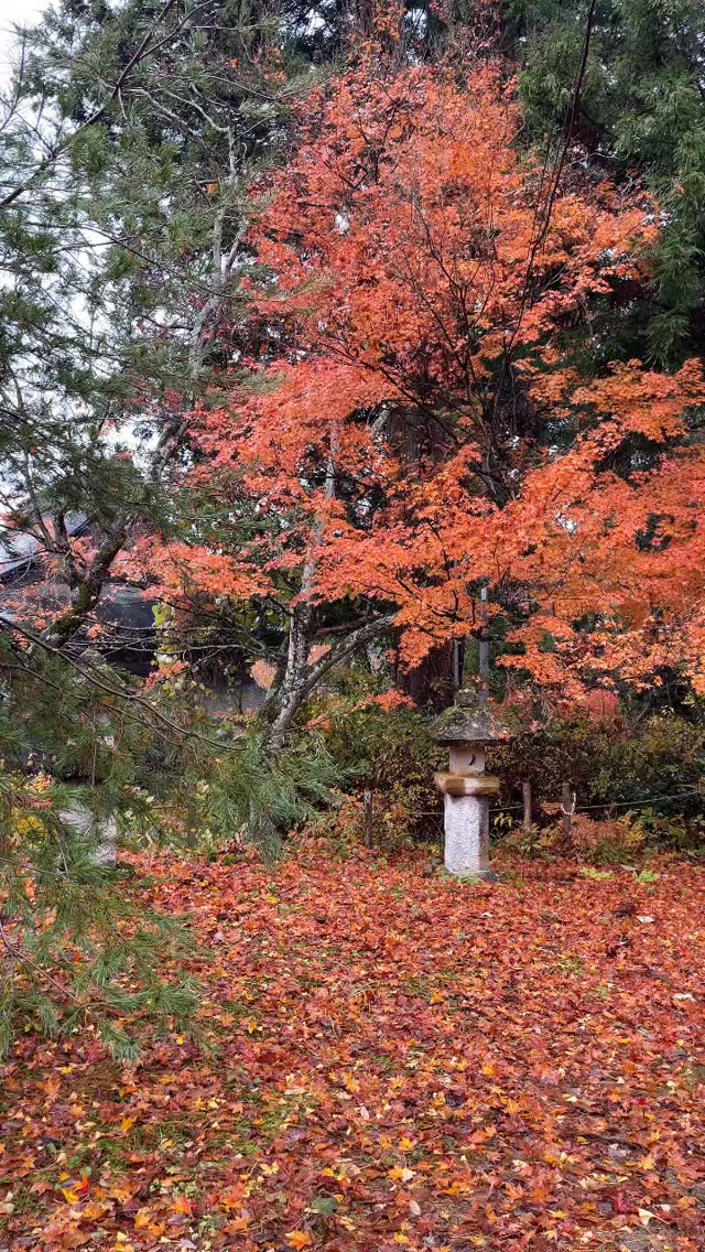 A fall twirl thru a Buddhist temple 🍃🍂🍁🍁 #Momiji-gari