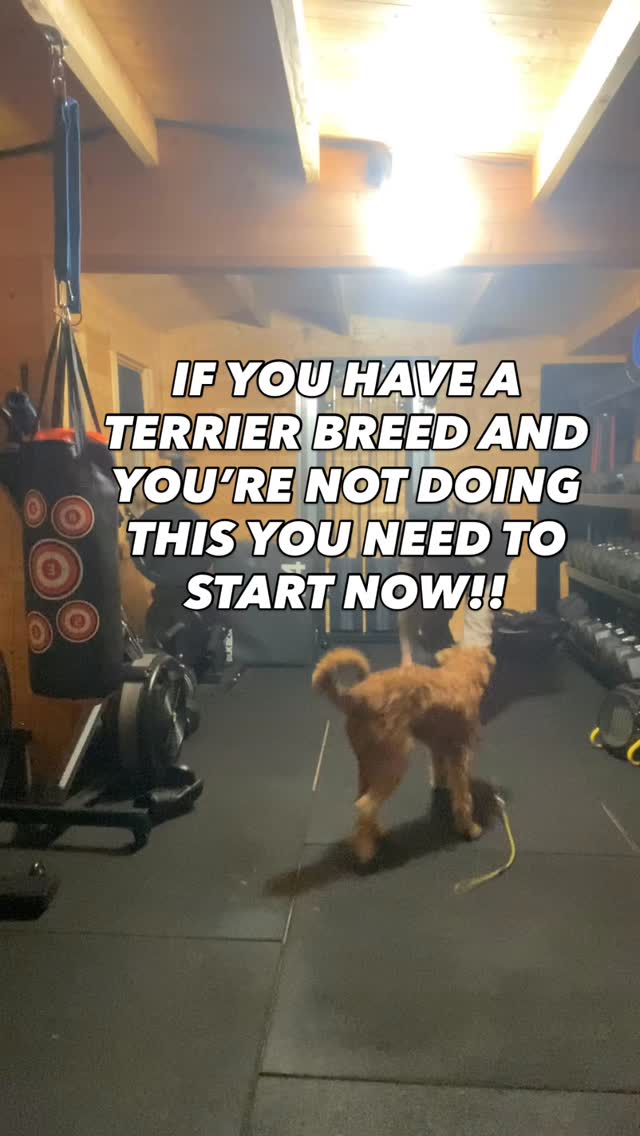 If you have a terrier breed
Do you know what they were breed for?
If not…google your breed of dog and learn
They were mostly bred for hunting vermin, flushing out foxes from and badges from their dens
As well as other things
This means this itch needs scratching
If you want a better behaved, more fulfilled and better engaged dog
You need to start playing with them
Games with flirt poles and tug toys
Make them move quickly along the floor like a rat
Let your dog chase them and try to catch them
Play ball games with them I find rolling them fast along the floor rather then throwing them in the air gets them the most excited
If your dog isn’t at first engaging with it, keep trying to build their interest as it will be an amazing tool for you
Need help training your dog?
Pop us a dm for a chat
#chalfontstpeter #chalfontstgiles #gerrardscross #dogwalking #dogwalker🚶🏻♂️🦮💨 #seergreen #beaconsfield #dogtrainer #dogtraining