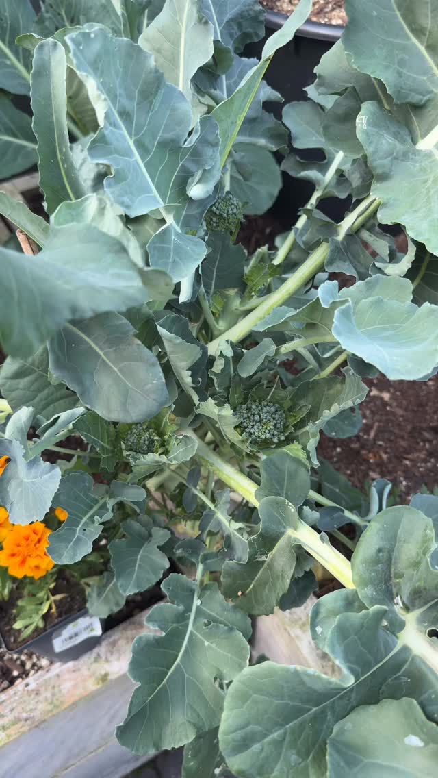 Let that sink in before you come exposing yourself online 😂😂
I smash Coke Zero and buy fruit and veggies too but
I’d never judge anyone for eating food …or growing it at home and using a bit of product so they actually stay alive... Relax