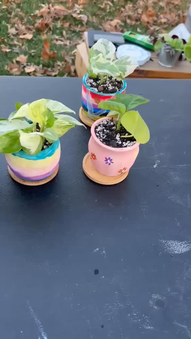 Another successful paint and plant party! 😍🫶 friends dm to learn more or get one booked. These are a blast! 😍
Thank you to everyone who came and to the lovely host! 🥳❤️
#thehenandthechick #smallbusiness #greenhouse #plants #tropicalplants #painting