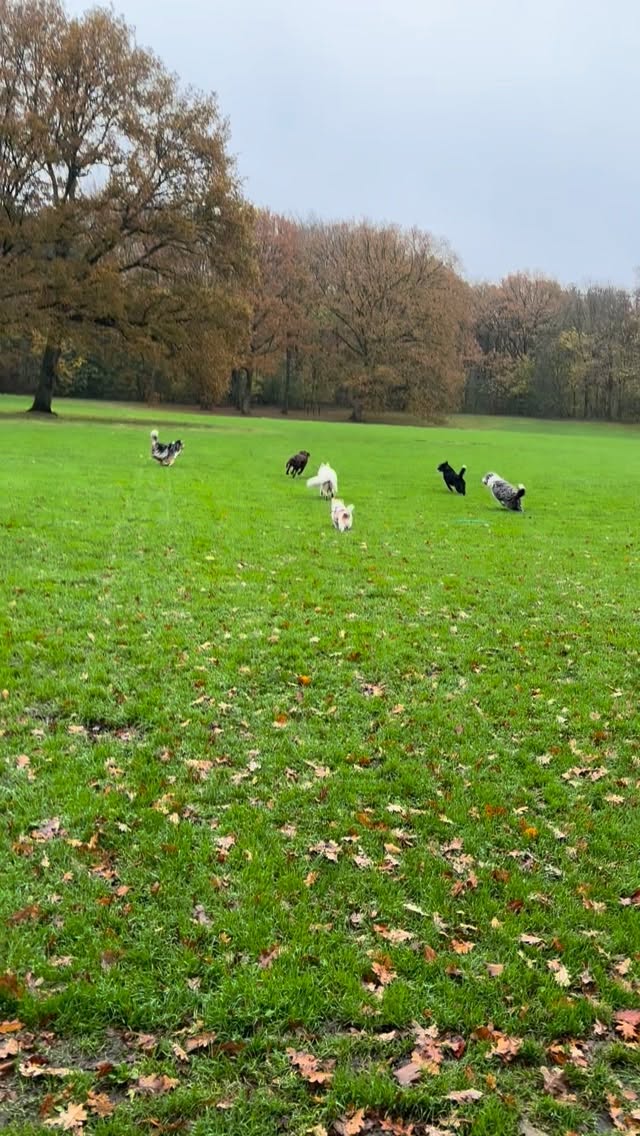 Grijs en nat vanmiddag!!๐ฅด๐ฅณ