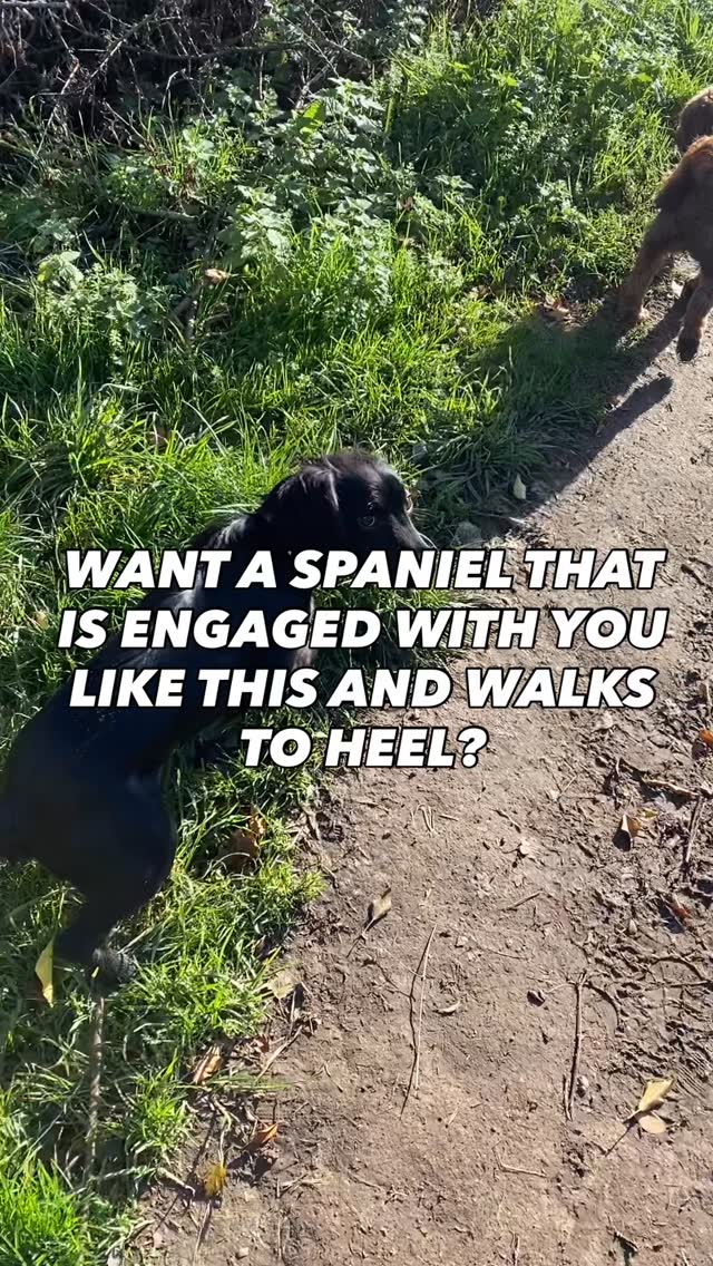 If you want your dog to be more engaged with you
Then you need to engage with them
Don’t just take them out for walk and think letting them off the lead running free is going to be all they need
Play with them and recreate situations that they were bred to do
Like this spaniel
Making him retrieve the ball from long grass, not just throwing it across a field from a slinger
That’s what we did on this walk, each time we came across long grass I got him to wait threw the ball in and made him sniff it out
He was in his element, but what it ends up doing is making me the most valuable thing on this walk because I bring the fun
He’s engaged with me and making eye contact this means when I ask him to do soemthing he listens
Stop walking your pet Gundog and start working then
#chalfontstpeter #chalfontstgiles #gerrardscross #dogwalking #dogwalker🚶🏻♂️🦮💨 #seergreen #beaconsfield #dogtrainer #dogtraining