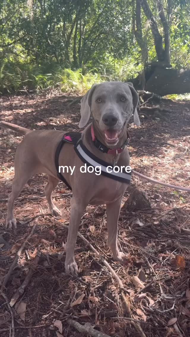 what's your dog core🤣 Join us at DOGAROOO — the Ultimate Dog Convention! 🐾🐕🐩
Mark your calendars 🗓️ March 6–7, 2027 at the @pasadena_conventioncenter in Pasadena, CA! This is the can’t-miss event for dog lovers everywhere. 🐶✨
Here’s what you & your pup can look forward to:
✨ Vendors & Sponsors with treats, toys, food & must-have products
🎓 Meet & learn from some of the world’s top dog trainers
🏡 On-site adoption area in partnership with local shelters ❤️
👑 Dog costume contest + “Best in Show” competition
🌳 Dog park, pet games, dog art, fashion and fun for the whole family
Our mission at Dogarooo Convention is simple: create the ultimate experience for dog owners while helping pups across California find their forever homes. 🐾
🐕💼 Interested in sponsoring or booking a booth? Email us through the link in our bio today!
📍 Pasadena Convention Center
📅 March 6–7, 2027
#Dogarooo #DogConvention #pasadenadogs #DogParents #DogsOfInstagram #amazonpets #amazondogs #convention #conventions #rescuedogsofinstagram #dogevent #dogreels #doginfluencer #doginfluencers #doginfluencersofinstagram #dogtoysofinstagram #petexpo #funnydogvideos #dogtraining #dogtrainers #funnydog #losangelesdogs #cutedog #doginfluencersofinstagram #funnydogreels #funnydog #funnydog #dogmeme #dogs #dogsofinstagram #chihuahuas #dogdad