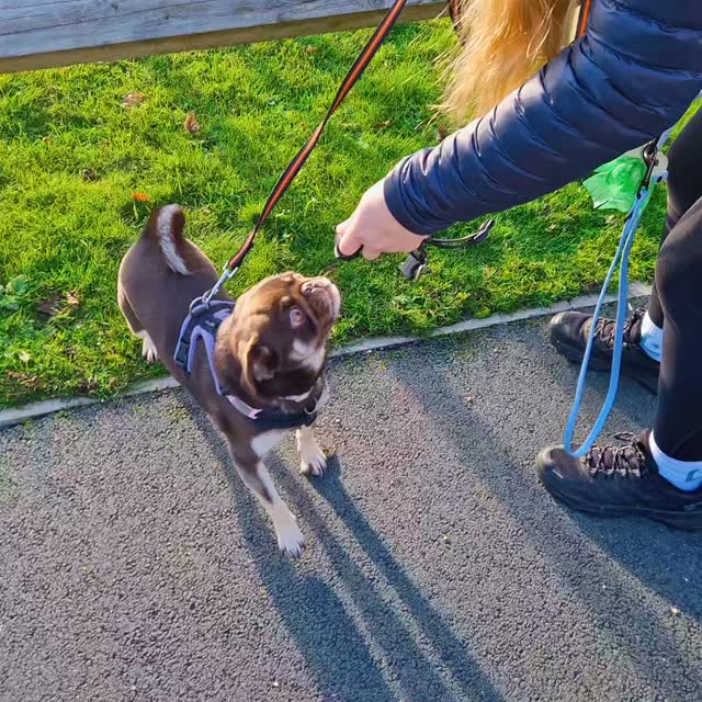 Hey, the gang were back and they all seemed ready to go faster today #mantrailing and #pettrailing at #sandbach. Fast isn't always best when it comes to trailing but for these teams there weren't compromises on accuracy. Great motivation from everyone!
Team Pree got into the mood with a great pet trail to motivate them. They followed with an equally effective human trail making good choices on both. Pree had her mojo today and had plenty of drive and confidence leading this team around the estate. Great work Team Pree ๐ ๐ ๐
Aphy has been a little out of sorts so it was lovely for her to have something familiar to get her head into. And she did so really well, taking a couple of turns that meant teamwork was vital to bring them back on scent. Her first trail had her problem-solve to get round the other side of a hedge rather than drag her teammate through it and she navigated it thoughtfully! Spot on choices for her pet trail to finish too. Great job Team Aphy ๐ ๐ ๐
Team Millie, always up for a challenge found themselves at the trail start with a memory scent article and time to kill... time to spend watching rabbits, Millie's nemesis! What a pro though, lead swap, 'trail' and the rabbits were a thing of the past, straight to work with multiple challenges, main road crossings, gates, open areas with looped scent and straight to her runner. Brilliant work Team Millie ๐ ๐ ๐
Hettie, not to be outdone, flew at her scent article and launched straight to the task in hand. Lovely decision-making and great learning opportunities for off-scent behaviour meant a swift find for her hidden person. An equally thorough pet trail followed which Hettie made light work of too. Super trails Team Hettie and great teamwork ๐ ๐ ๐
There's still some trailing opportunities this year and January is booking fast so check availability at www.dogtrailing.co.uk/book