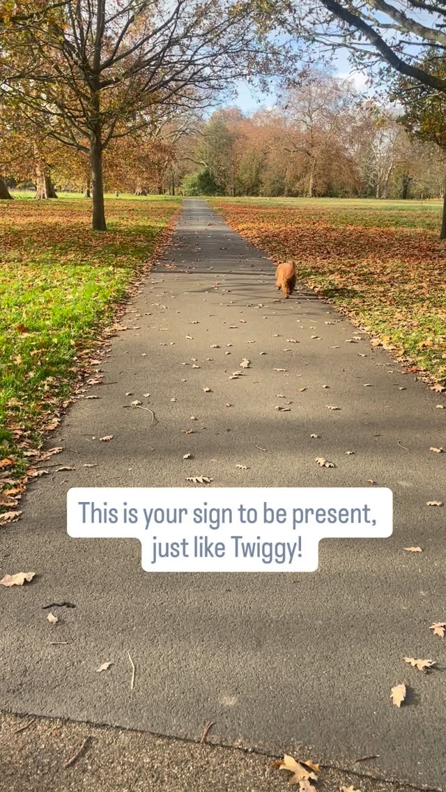 One of the biggest pleasure of working with dogs and having to walk them everyday is that they remind me to be in the moment.
When I’m walking (by myself) my mind tend to wonder everywhere! The ‘what if’ start to appear and a millions of scenarios start to build in my head but when I’m walking with a doggie, everything goes quiet!
Just us two enjoying a beautiful day outside.
How does your doggie bring you peace of mind? Share in the comments.