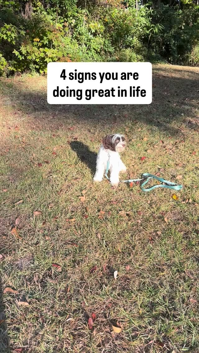 Dog training doesn’t have to be complicated! 🚫 We believe the best training happens in the real world—not just a sterile classroom.
Whether you’re at the coffee shop, waiting for the bus, or just checking the mail, those small moments are HUGE opportunities for a better-behaved pup.
Stop overthinking it and start training today! 💪
📍 Where is your favorite unexpected place to practice commands? Tell us below! 👇
#dogsofSavannah #richmondhillga #poolerga #dogtraining #dogtrainingtips #dogtraining101
