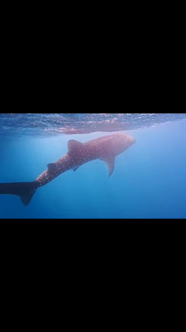 When one minute feels like forever. A wonderful moment captured by our guest 상종 이 who was diving 3 days in El Nido. #whaleshark #elnidopalawan #tabankadivers
