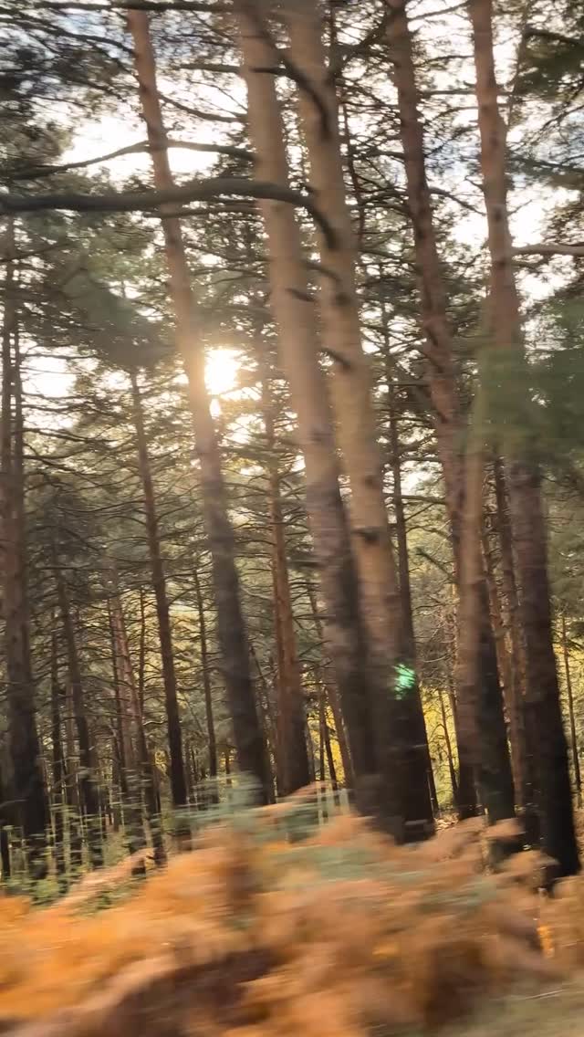 Ayer fuimos al abedular de Canencia, uno de esos lugares donde el otoño parece hablar en voz baja.
Fuimos con los alumnos, cámaras al hombro, y lo que encontramos allí no fueron solo árboles: fue un momento de tránsito.
El otoño siempre llega así, sin ruido, cambiando los verdes por amarillos, recordándonos que todo está en movimiento, que la belleza también existe en lo que se transforma. Entre hojas que caen y luz que filtra como un suspiro, entendimos que fotografiar no es solo mirar, sino escuchar al paisaje.
Cada paso sobre la hojarasca era un recordatorio: nada permanece, y quizá por eso merece tanto la pena detenerse, contemplar, aprender. Y allí, entre abedules que parecían plegarias blancas, sentimos que la fotografía también es eso: un intento humilde de detener lo que se escapa.
Un viaje precioso, de esos que se quedan.
De esos que, como el otoño, nos enseñan sin prisa.
#fotografia #tipsdefotografia #fotoscreativas #shooting #clasesdefotografia