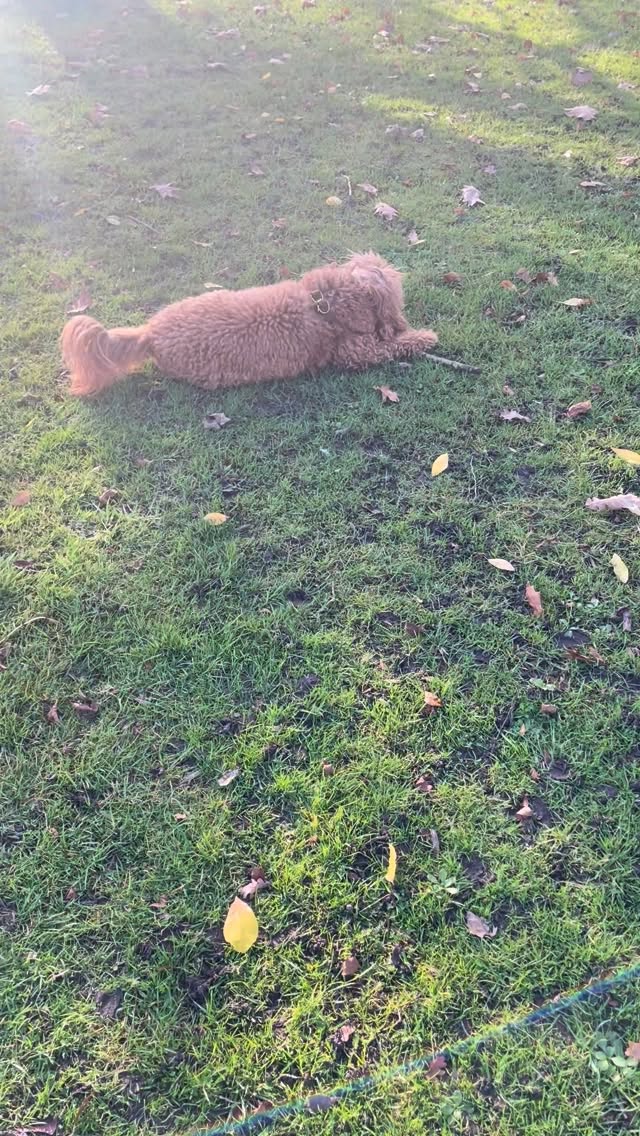 Maybe living life is slowing down… and laughing at your doodle being a total goof.. 🤍
Share this with a doodle lover who gets it.
#DoodleLaughs #DogComedy #FunnyDogs #DoodleLife #DogHumor #FeelGoodLaughs #PetComedy #DogLovers #DogJoy #LifeWithDogs #HappyPupMoments #DogReels #FunnyPetVideo #GoodVibesOnly