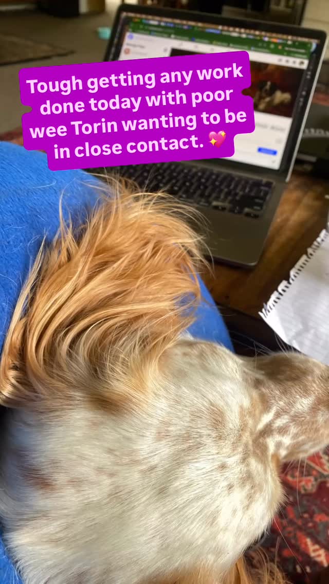 Poor wee Torin just wants to be right next to me or on my lap. Hopefully he’ll feel more at ease over the next few days. Very clingy young lad. Definitely makes it hard to get much done. 😔#activedogsnz #dogtraining