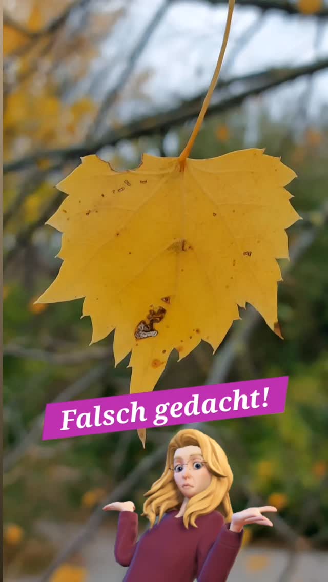 Falsch gedacht! Das schaut nur so aus wie eine Birke... auf den ersten Blick!
🥳 Es ist eine Linde... Eine sehr selten gepflanzte Linde, hier in Wien.
Die Mongolische Linde,.Tilia mongolica
Hier im Schlosspark wird sie getestet, wie sie sich tut.
Im öffentlichen Raum in Wien gibt es nur 7 Exemplare. Die meisten erst ab 2023 gepflanzt!
Sie ist aus ihrer Heimat ähnlich wenig Niederschlag gewöhnt wie bei uns sich entwickelt. Darum könnte sie hier bei.uns das Sortiment bereichern, nachdem Sommer-und Winterlinde sehr stark leiden. Mal sehen.
🥰 Wollen wir sie zuerst mal herzlich willkommen heißen!
#klimafitterbaum #pflanzenbegegnungen #verenas_pflanzentanz #pflanzentanzen #pflanzenraritäten #bäumeinwien #stadtbäume #mongolischelinde #tiliamongolica #gärteninwien #wienerparks #wienergarten #pflanzplanungwien
#wienerbäume #schlossparkschönbrunn
