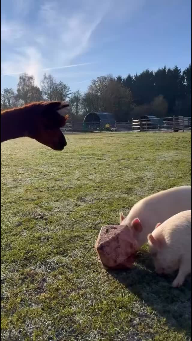 Snack ball? With the cutest Audience! Opal and Sapphire you got this! 🐽🐽 #piggy
#pettingfarm #alpacas #donkey #fyp