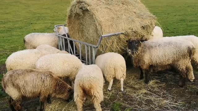 Sheep - the perfect antidote to Black Friday marketing!
#rarebreedsheep #britishwool #simpleliving #smallholdinguk