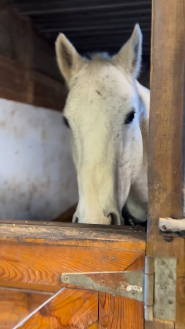 Our old bonded couple, Beezie & Otis 💙💛
I could watch these two love birds all day.
#tufftherapeuticridingfoundation #tuffriding #therapy #therapeuticridingprogram #horsesaretherapy #horsesarethebestteachers #atriskyouth #simcoecouny #mentalhealthsupport #youthmentalhealth #therapyhorse #bondedpair #oldmarriedcouple #horsefriends