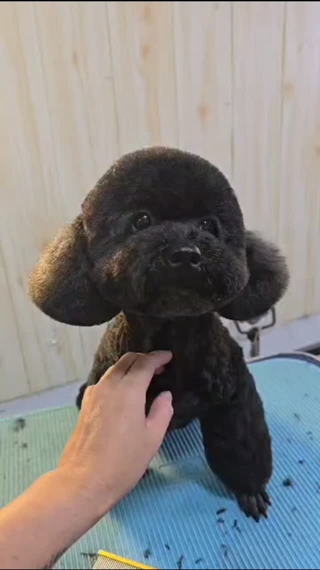 "Fluffy, fresh, and fabulous!"🐻🖤
-
-
-
-
-
-
-
#poodle #poodlelove #poodle🐩
#PetsMan #petmobilegrooming #doortodoorservice🚗🏡 #petlovers #petgrooming #petslove #petsgroomer #petsgroomingPetsMan 🛁🐶🐱
📍Service Area : KL / KLANG VALLEY AREA
Feel free to DM us for more info !
WhatsApp us for appointment 0175233811 ☎️