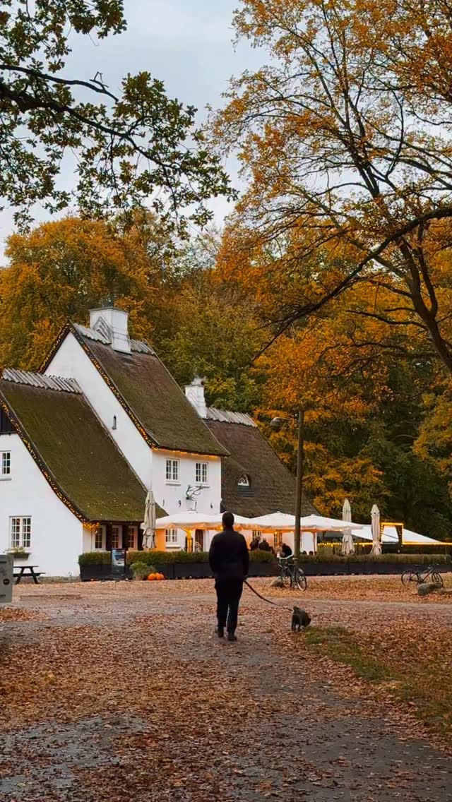 Late autumn in the Danish woods š¦ #copenhagen #denmark #scandinavia