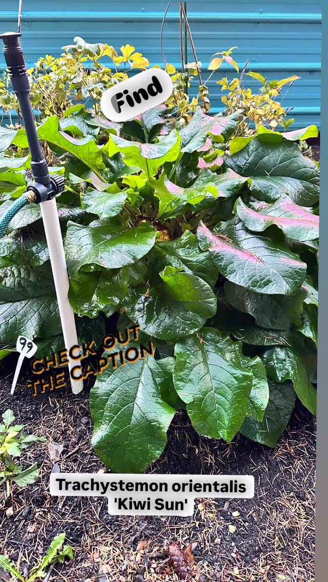 I tracked down Trachystemon orientalis ‘Kiwi Sun’… and you know I didn’t just stop there. I dug it, divided it, and tucked those golden beauties into their new home to create a full-on chartreuse carpet for spring.
Come April?
It’s gonna be WOW-level EPIC. 🌱💛✨
Groundcovers that glow are absolutely my love language. Stay tuned—this bed is about to steal the whole season!
#KiwiSun #TrachystemonOrientalis #SpringGlowUp #ChartreuseDreams #GroundcoverGoals #GardenWowFactor #TheAngryGardener #PNWGarden #PlantsMakePeopleHappy #GardenTransformation