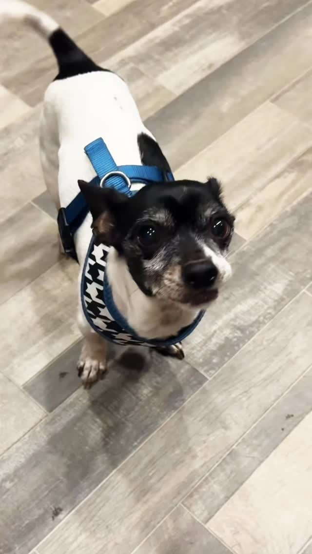 he won't believe me 🤣#rescuedogs Join us at DOGAROOO — the Ultimate Dog Convention! 🐾🐕🐩
Mark your calendars 🗓️ March 6–7, 2027 at the @pasadena_conventioncenter in Pasadena, CA! This is the can’t-miss event for dog lovers everywhere. 🐶✨
Here’s what you & your pup can look forward to:
✨ Vendors & Sponsors with treats, toys, food & must-have products
🎓 Meet & learn from some of the world’s top dog trainers
🏡 On-site adoption area in partnership with local shelters ❤️
👑 Dog costume contest + “Best in Show” competition
🌳 Dog park, pet games, dog art, fashion and fun for the whole family
Our mission at Dogarooo Convention is simple: create the ultimate experience for dog owners while helping pups across California find their forever homes. 🐾
🐕💼 Interested in sponsoring or booking a booth? Email us through the link in our bio today!
📍 Pasadena Convention Center
📅 March 6–7, 2027
#Dogarooo #DogConvention #pasadenadogs #DogParents #DogsOfInstagram #amazonpets #amazondogs #convention #conventions #rescuedogsofinstagram #dogevent #dogreels #doginfluencer #doginfluencers #doginfluencersofinstagram #dogtoysofinstagram #petexpo #funnydogvideos #dogtraining #dogtrainers #funnydog #losangelesdogs #cutedog #doginfluencersofinstagram #funnydogreels #funnydog #funnydog #dogmeme #dogs #funnydogmemes #chihuahuas