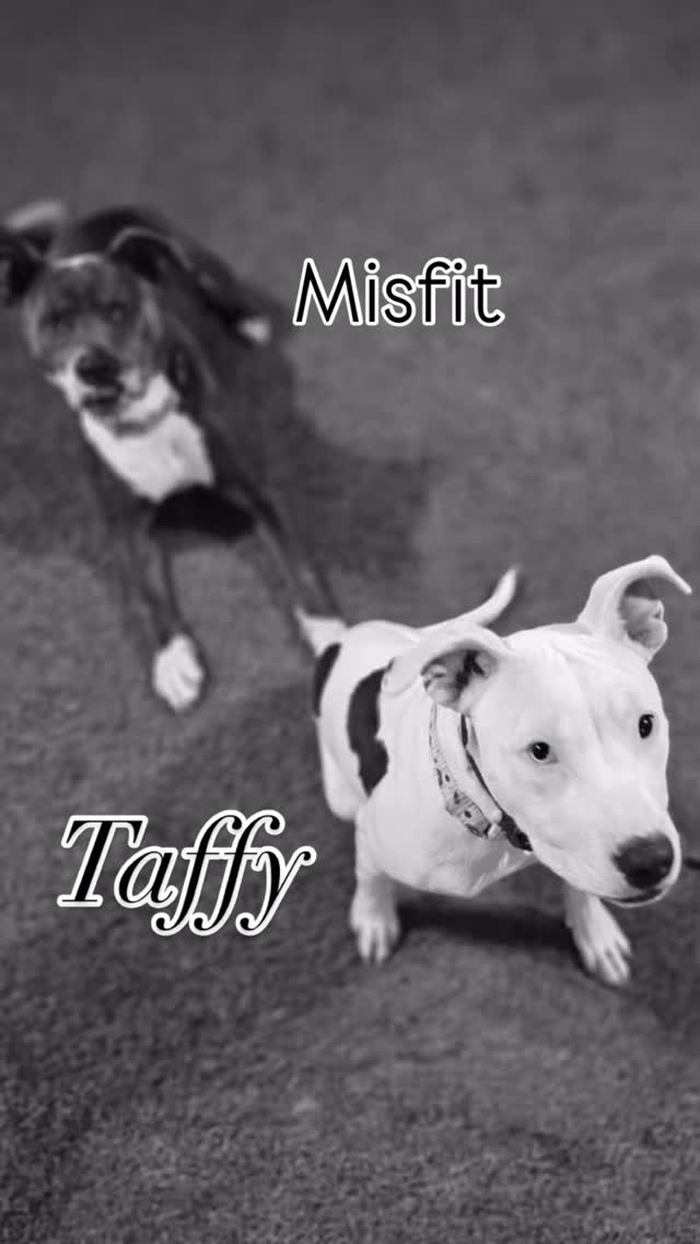 Misfit & Taffy
It can’t be all training and no fun! Taffy & Misfit got some fun in together, and she seems to have made a good friend ❤️
Taffy is up for adoption through @animalhelpalliance
#abetterpetdogtraining #animalhelpalliance #adoptme #deafdogsofinstagram #deafdogtraining #dogsoflasvegas #vegasdogs #lasvegasdogtrainer #dogreels #explore #dogplaytime #mustlovedogs #adoptdontshop