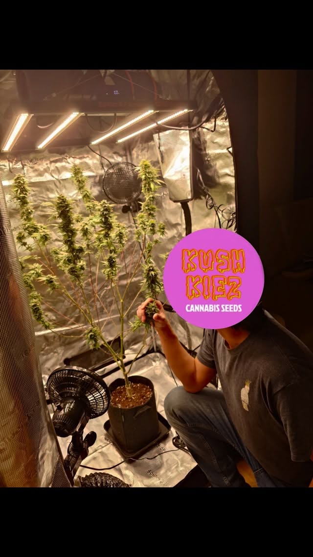 Harvest submission from Berlin. They said it was planted in June on the balcony and finished just 3 weeks in a tent.
ImpressIve for a balcony grow. Of course the seeds are strongest.
Chemlatti (Chemdawg X Gelatti) Femenized
#kushkiez #pflanzen #balcony #kush #homegrown #berlin