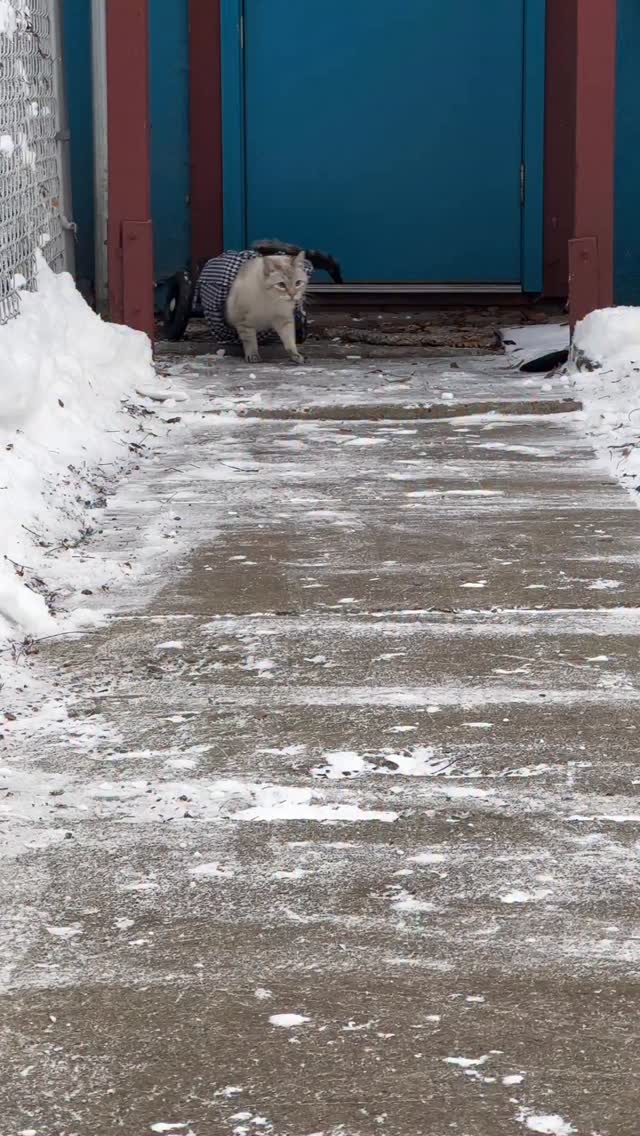 If you listen closely you can hear beautiful 🎶 chirping in the background. Do you know what bird that is? Even though the snow ❄️ has taken over our world, even though there is a sharp chill 🥶 in the air, there is still so much around us to be grateful 🥹 for. The snowy landscape glistens and gives HarPURR’s baby blues an angelic shine. ✨ Of course he is sporting his daPURR houndstooth scarf 🧣 so he is rightly sophistiCATed. On this Warrior 🛡️ Wednesday, HarPURR the warrior holds his head high as he purromotes kindness and remains humble so that he can continue to inspire. He is here to share his heart and remind you that there are genuine beings who care.
For those of HarPURR’s friends in the Northern Hemisphere enduring the cold, what do you do to stay extra toasty? For our friends in warmer regions and down under, we hope you have many sun-filled days!
HarPURR and I are here to tell every single soul that you are ALL valued, irreplaceable, ALL matter and are loved. Feel the warrior spirit from within and HarPURR on.
Help him to fulfill his mission to insPURRire, advoCATe, eduCATe, encourage and demonstrate compassion by letting your light shine bright from within.
Be Like HarPURR - advoCATe 💨 eduCATe 💨 insPURRire
#catlife ##guapo #humble #grateful #gato #hero #instagood #catsofig #fyp #bittersweet #mycommunity #inspiration #catsofinstagram #instacat #catlover #warriorcats #warrior #driftcar #winterwonderland
