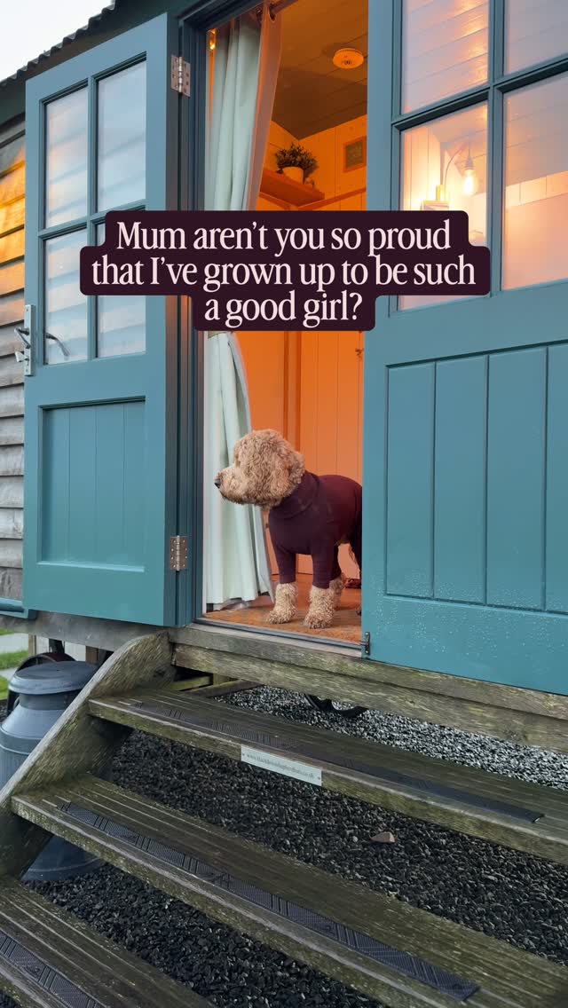 Someone explain to me how this trend is the both the cutest thing and absolutely heartbreaking 💔
One minute I’ve got a tiny thief of everything soft and the next I’ve got a fully grown sock stealing menace who still thinks there the baby of the house (and is!) 😂