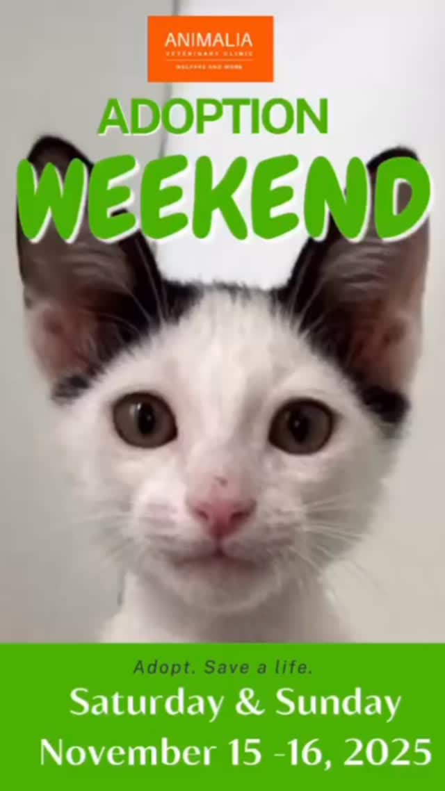#animaliauae #uae #loveuae #cats #animals #animalwelfareinschools #communitycats #animalrescue #abudhabi #animalcare #vetclinic #veterinaryhospital #veterinaryclinic#mastersurgeon #surgery #adoptdontshop #catadoption #education #animaliapaws #animalwelfareabudhabi#animalwelfareeducation #youthprograms #sustainability #yearofcommunity #uae2025 @dofeuk @animaliauae