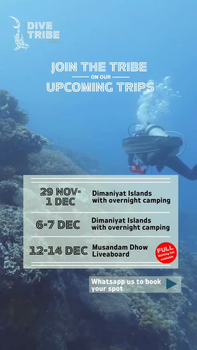 Sign up to our upcoming trips by either sending us a message on whatsapp or booking on the website: https://www.divetribedubai.com/trips
