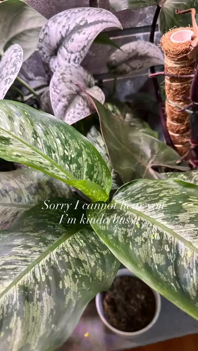 Taste of my camera roll.