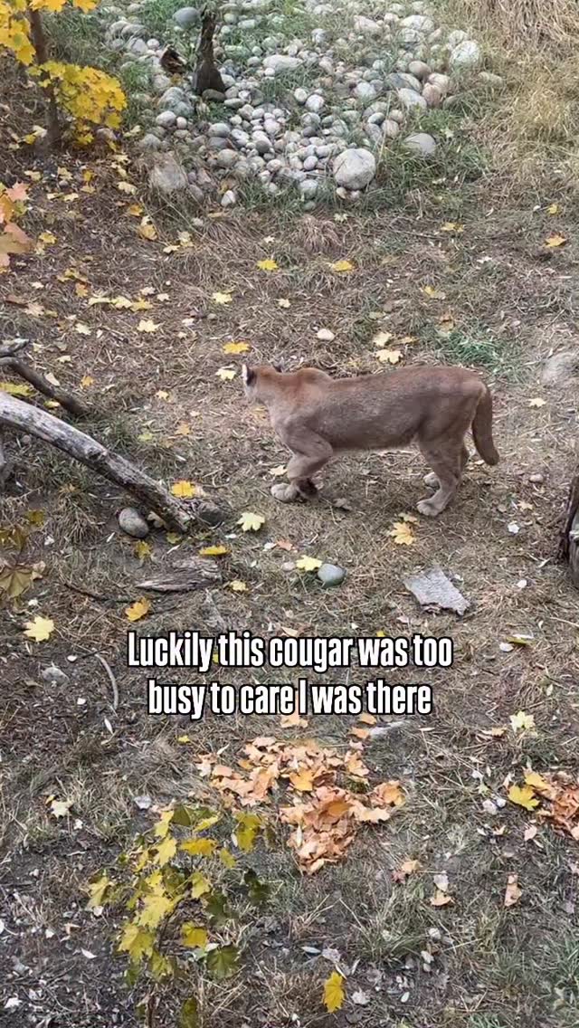 The silent lesson in every stride…
You’re watching a master of efficiency. This is exactly how you want a cougar encounter to end: quietly, calmly, and with distance.
Most cougar encounters happen before you even know it. Their stealth is legendary. That’s why your wilderness mindset is your best survival tool.
1️⃣ Did you make noise? (Clapping, talking, singing) to announce your presence?
2️⃣ Do you have your deterrence ready? (Bear spray unclipped and in hand).
3️⃣ Are you traveling with a partner or group? (Safety in numbers).
The right gear is vital, but the right knowledge is paramount. Know your local wildlife, understand their behaviour, and be prepared, not just have the gear. At Survival by Training we emphasize a proactive approach to safety!
What’s the one piece of gear you always carry in the wilderness? Let us know below!
#wildlife #cougar #wildtv #wildlifeencounter #outdoorsafety #outdoortips #landbased #preparedness #outdooreducation #survival
