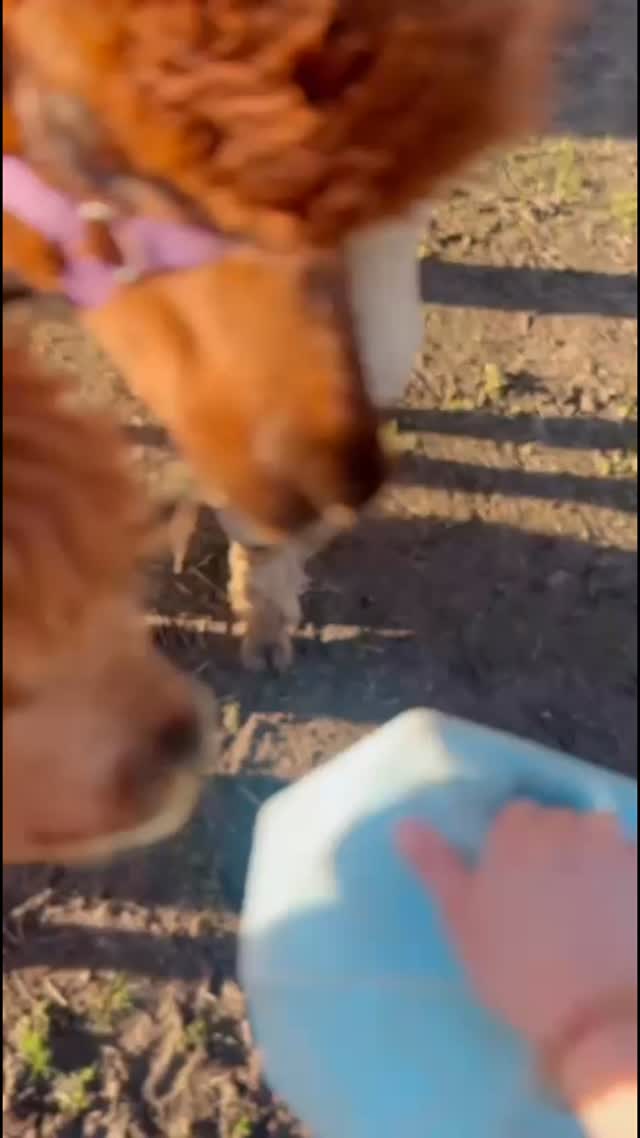 Happy Alpacas 🦙💕 #alpacas #happyalpacas #warringtonlpacas #alpacawalk #pettingfarm #cheshirefarm #northwestactivities #woodlandalpacafarm