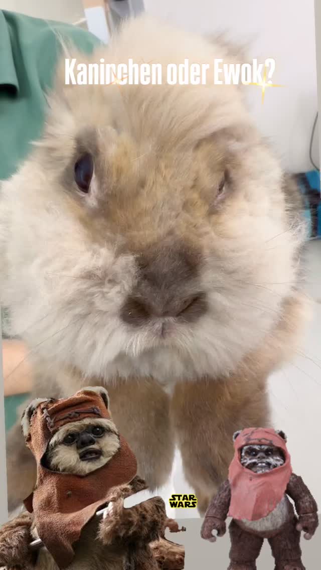 Kaninchen oder Ewok?