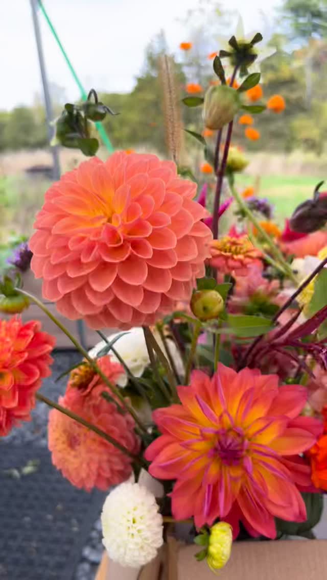 🌻 We’re so excited to announce our 2026 CSA options for weekly seasonal flowers!🌻
Our flowers make the PERFECT holiday gift — just imagine your loved one knowing that you’ve gifted them not one, but up to 20 bouquets of fresh cut, sustainably-grown flowers.
Jump on it! We’re only taking a small number of CSA members! Why? Because we prioritize quality over quantity and we really love treating each of our customers as a valued friend.
All info in byeeeoh. (Also, we’re sending out the next edition of our newsletter on Monday — in it, you’ll find all sorts of great info about how we’re already growing flowers that will bloom in your 2026 CSAs!).
#flowerfarm
#csa
#flowercsa
#flowerfarmer
#hudsonvalleyny
#hudsonvalleyflowers
#flowersandbooks
#upstateny
#upstate