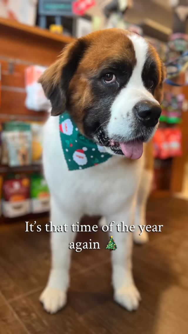These pups are ready to take their Christmas card photos 😍📸. Serving fresh trims & festive bandanas all season long! 🎄🐶
Our December appointments are filling up so if you need an appointment pls contact us soon ☺️.
✨WhatsApp us at 6468 1904 for an appointment✨
📍Suds & Scissors Pet Parlour: 7 Jalan Bingka, Bukit Timah, Singapore 588902
#doggroomingsg #christmastime
