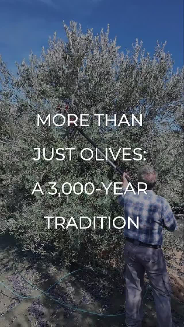 More than just olives — it’s the soul of Salento. 🫒✨
For over 3,000 years, olive trees have shaped this land and its people — brought by the Greeks, rooted in history, and still central to family life today.
Harvest season isn't just about collecting olives.
It’s when generations come together, stories are shared, and ancient traditions are kept alive.
From the oil that once lit Europe’s cities to the extra virgin gold that flavors every Puglian dish — this is legacy in motion.
With Puglia Bike Experience, you don’t just witness it — you live it.
Join Pantaleo and his uncle. Help harvest the olives, taste freshly pressed oil, sip local wine at their family home.
This is not tourism.
This is connection — to people, to land, to heritage. 🇮🇹💚
#pugliabiketour #pugliabikeexperience pugliabikeexperience #leccebiketour #pugliabikerental #cyclinginpuglia #publiabiketours #hikingpuglia #luxurytravelitaly #leccebikerental #slowtravelpuglia #pugliahikingtour #pugliabiketour #pugliaadventures