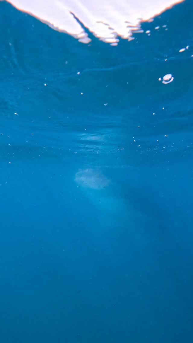 ¡Ya llegó Gerard!
Gerard es un tiburón ballena macho de 6 metros que visita la Bahía de La Paz desde el 2020. La forma de identificarlo es su aleta dorsal partida en dos.
Fuente: @whalesharkmexico
#whaleshark #lapaz