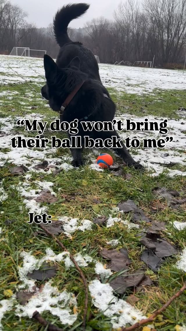 Cute but also FUNCTIONAL 🏀
Ball is life for Jet, especially these @chuckitfetchgames jumbo’s.
He loves to fetch but also just lay down and chew em.
He USED to guard these pretty intensely from other dogs, so much so they were OFF LIMITS to have when other dogs were present. After a year or so of work, he can now patiently share his ball or clearly let another dog know it’s his without a massive reaction.
What I did notice during this work is he was guarding his ball from ME TOO. It was subtle when I went for his ball when he wasn’t quite done with it yet. Hunkering his head over it, not letting go, moving away from me or not coming all the way back to me after getting the ball. All very NORMAL behaviors to say “please don’t”.
So instead between throws I started waiting and BOOM this evolved!
I didn’t teach it, theres no “cue” he just started rolling the ball to me and I would throw it! What I did do is listen to what he was saying in the moment, and waited for a sign to keep playing.
This can be applied for everything we do with our dogs, even PETTING!
We assume our dog loves all the cuddles but sometimes they might not be in the mood or like where we are petting them. You can use consent testing with petting by petting the dog for a second or two, stopping, watching and waiting for a sign to continue. That could be moving in closer, leaving and coming back, or even hitting you with their paw.
If they leave or move away, they might not want attention. If you pet their head and they turn to put their butt closer, they probably want booty scratches instead!!
•
•
•
#consenttesting #doglovers #positivereinforcementtraining #fetch #resourceguarding