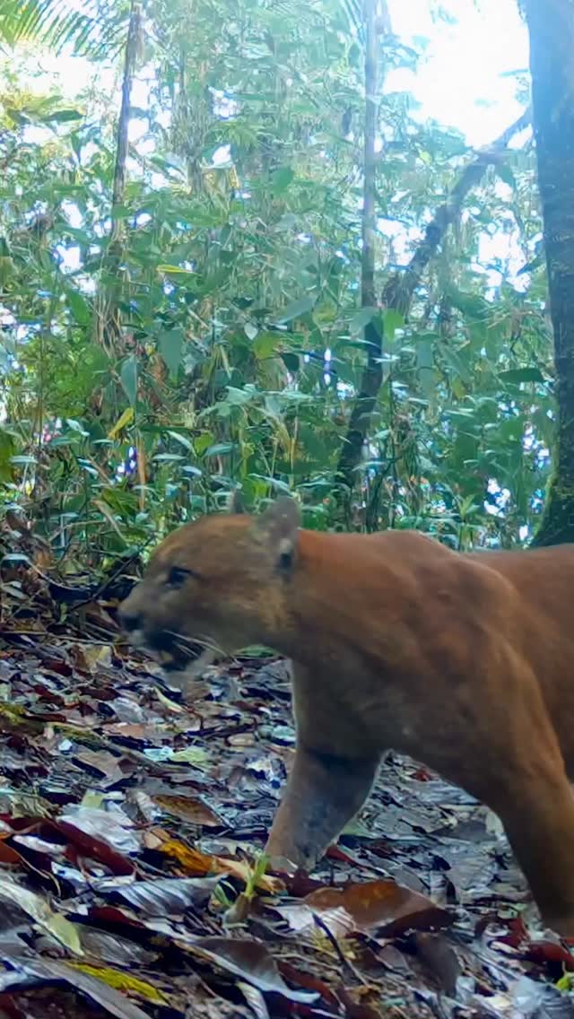 Here’s Ara, the tailless male puma of Cloudbridge — one of the most distinctive big cats in the Talamanca cloud forests. 🐆🌿
Tailless pumas are extremely rare. Some are born with congenital tail malformations, others lose them through early-life injuries — but in most cases, they adapt remarkably well. Ara is a perfect example: powerful, confident, and thriving in this rugged high-elevation habitat.
This work is part of the Cloudbridge Camera Trap Project, a collaboration between The Wild Cat Imaging Project and Cloudbridge Nature Reserve, documenting and protecting the wild felids of the Talamanca Mountains.
If you’d like to support the project — from camera traps to education and community engagement — you can donate, collaborate, or get in touch via our websites.
Every contribution helps protect cats like Ara. 💛🐾
#CloudbridgeCameraTrapProject #WildCatImagingProject #CloudbridgeNatureReserve Puma TaillessPuma TalamancaMountains CostaRicaWildlife WildlifeConservation CameraTrapping BigCats