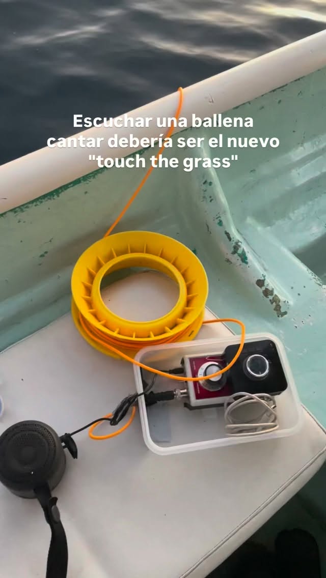 Si de resetear la mente se trata… escuchar a una ballena jorobada cantar debería ser el nuevo ‘’touch the grass’’. 🎤🎚️
Salir, respirar y conectar con algo más grande que nosotros.
Díganos, ¿qué sonido de la naturaleza les da ese bajón de estrés instantáneo? 🌿
— ENG —
When it comes to resetting your mind... listening to a humpback whale sing should be the new “touch the grass.” 🎤🎚️
Go outside, breathe, and connect with something bigger than ourselves.
Tell us, what sound in nature gives you that instant stress relief? 🌿
-
-
-
-
-
ballena jorobada, respiración de ballenas, espiráculo, Los Cabos 2026, vida marina, océano, cetáceos, visit Los Cabos, avistamiento de ballenas, conservación marina, comunicación de ballenas, biología marina, especies marinas, educación ambiental