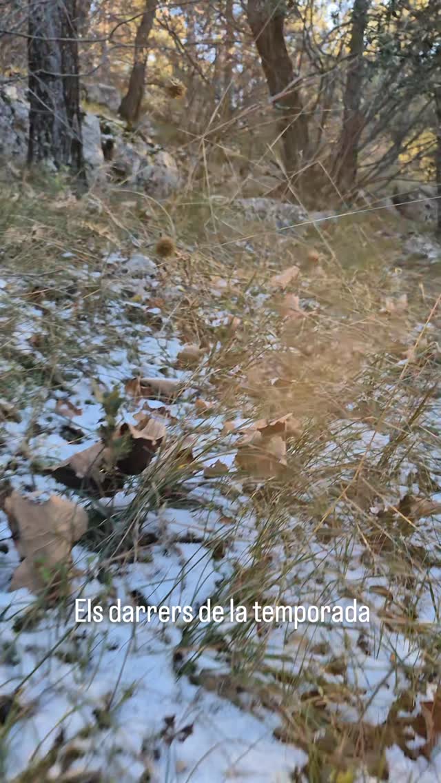 #vilafranca #bolets #tardor