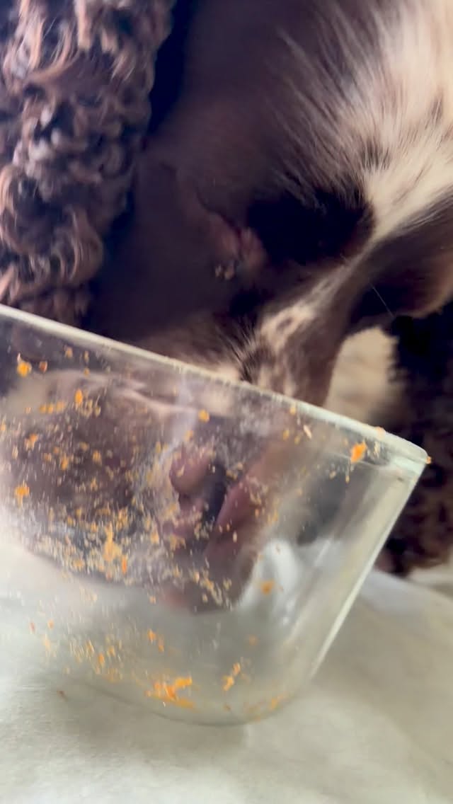Dishes done 🤣🤣🤣
#funnydog #dogsofinstagram #springer #dishes