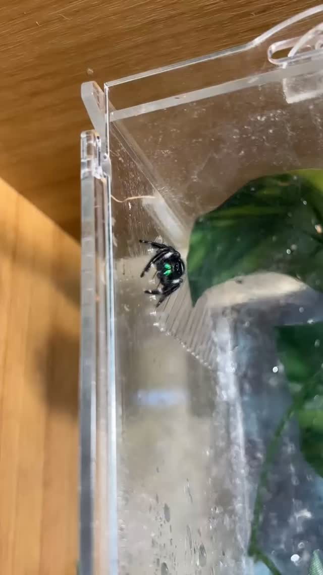 Okay, Here is Norbert’s face! 💚
isn’t he adorable?? 🕷️🥹