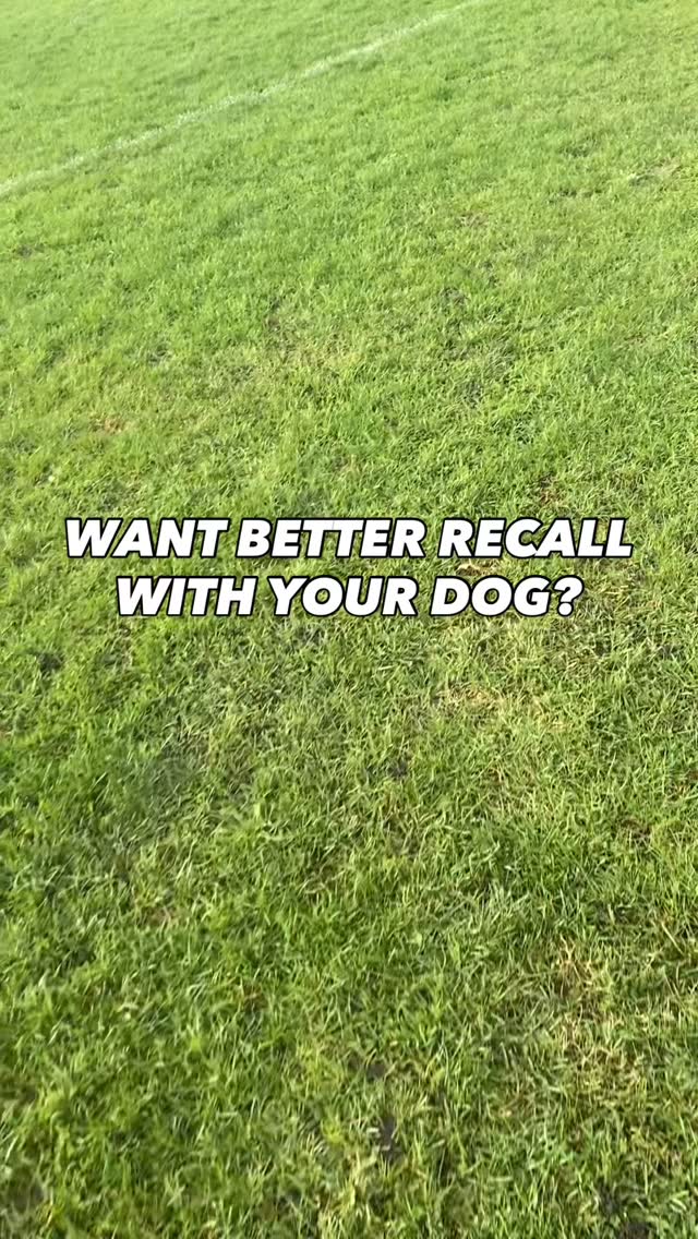Play with your dog
No dog just wants a walk
They want interaction and if you don’t give it to them they will find it elsewhere normally resulting in them running up to another dog, person or chasing an animal and not listening to you
Drop us a follow for more training tips
#chalfontstpeter #chalfontstgiles #gerrardscross #dogwalking #dogwalker🚶🏻♂️🦮💨 #seergreen #beaconsfield #dogtrainer #dogtraining