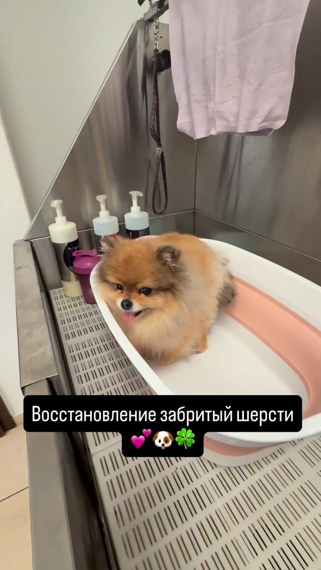 #grooming #luzern #grooming_luzern #maltese #hundesalonluzern #pomeranian #alapezia