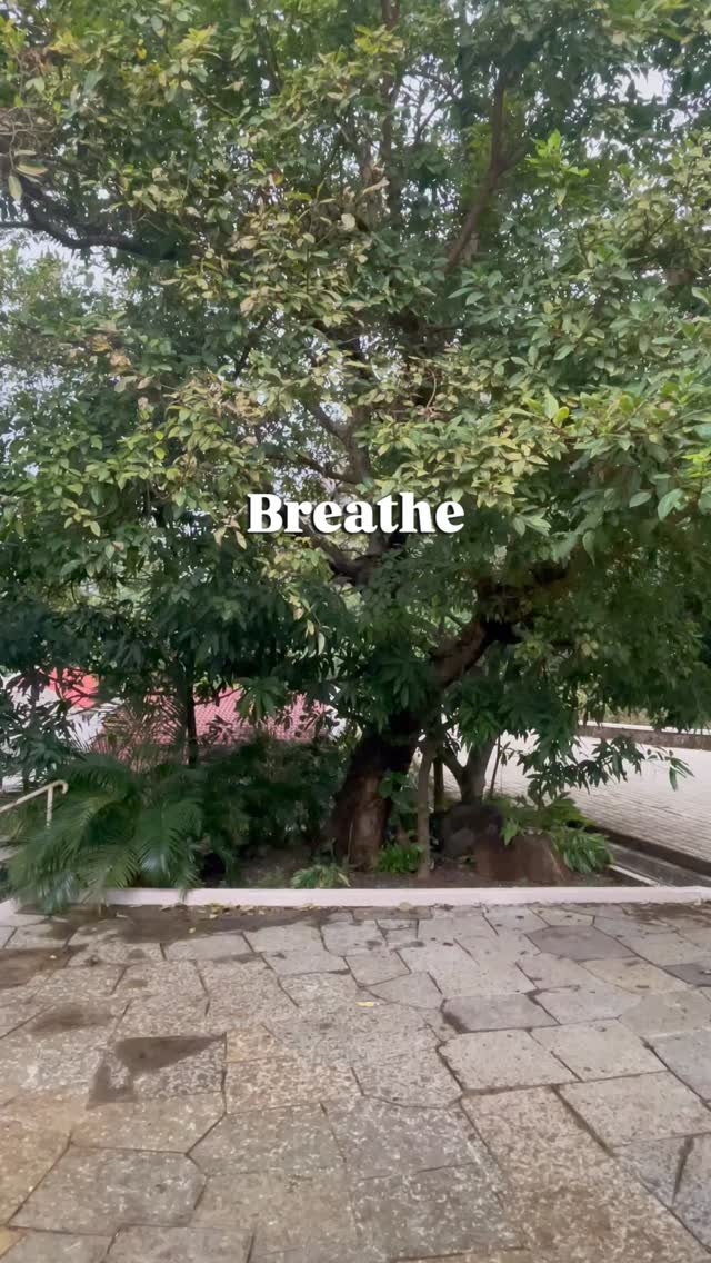 🍃 A Sunday Reset at the Ashram 🍃
Sometimes all you need
is to pause, breathe, and simply be.
🌸 Sit with yourself for a moment ; without rushing, without thinking of the next thing.
🌸 Watch the leaves dance in the wind reminding us that life flows when we soften.
🌸 Listen to the breeze gentle, grounding, carrying away what no longer belongs.
In the quiet, you reconnect.
In the stillness, you heal.
In the softness, you return home to yourself. 🤍
If your soul has been asking for a moment like this
come experience the bliss of the Ashram.
Let nature reset you. Let the energy uplift you.
Let this be your sanctuary. Your restart. Your reminder that you are guided and held.
Drop a 🍃 if you needed this today.
We can’t wait to welcome you.
#SundayReset #AshramLife #GMCKS #FindYourCalm #BreatheAndBe #SoulRest #MulshiMagic #ArhaticYoga #HealingSpace #pranichealing #mcks #gmcksashram #spiritualjourney #spiritualawakening #masterchoakoksui