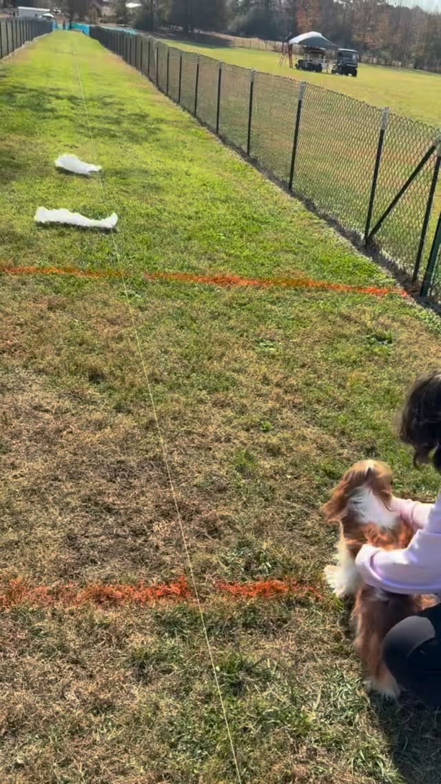 We had an absolute blast this weekend! Two full days of sunshine cavaliers and chasing plastic 🤣
HUGE thank you to @ckcs.of.greateratl for holding the first cavalier Fast CAT (of hopefully many more) near Atlanta. Thank you @collinsthecavalier for spearheading this amazing event and congrats to @peachycavs for getting fastest cavalier on Saturday and @adventureswithbarley for getting his FCAT!! What an amazing weekend!